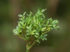 phyllodie du trèfle: des feuilles remplacent des fleurs après une infection avec des phytoplasmes